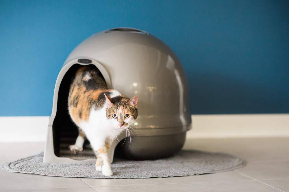 Mejores areneros para gatos de 2019 37 Mejores areneros para gatos