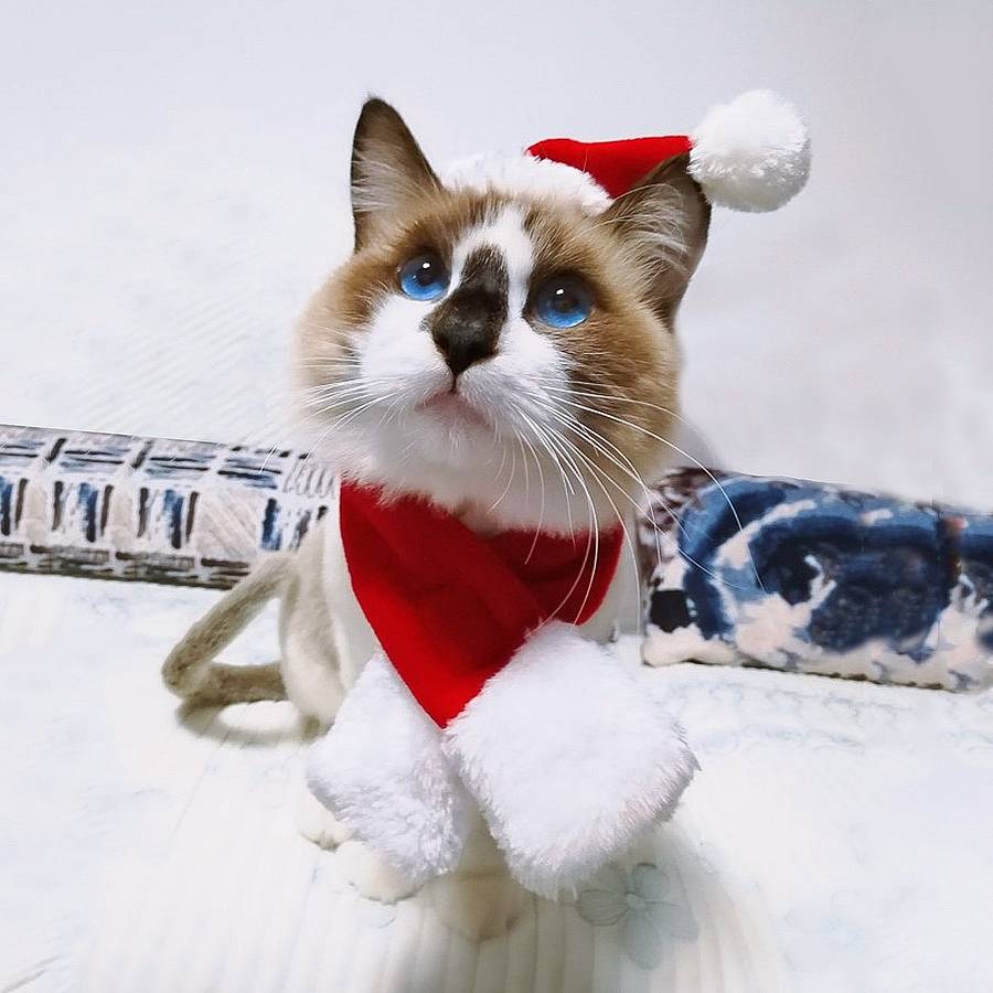 Mejores disfraces de Navidad para gatos