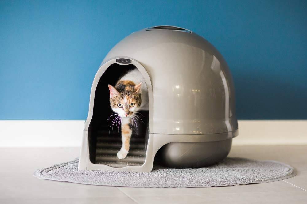 Dónde colocar el arenero de tu gato 3 Dónde colocar el arenero de tu gato