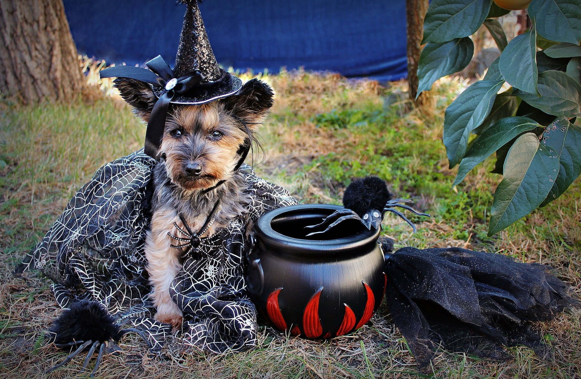 24 mejores disfraces para perros para Halloween y fiestas 1 Mejores disfraces para perros