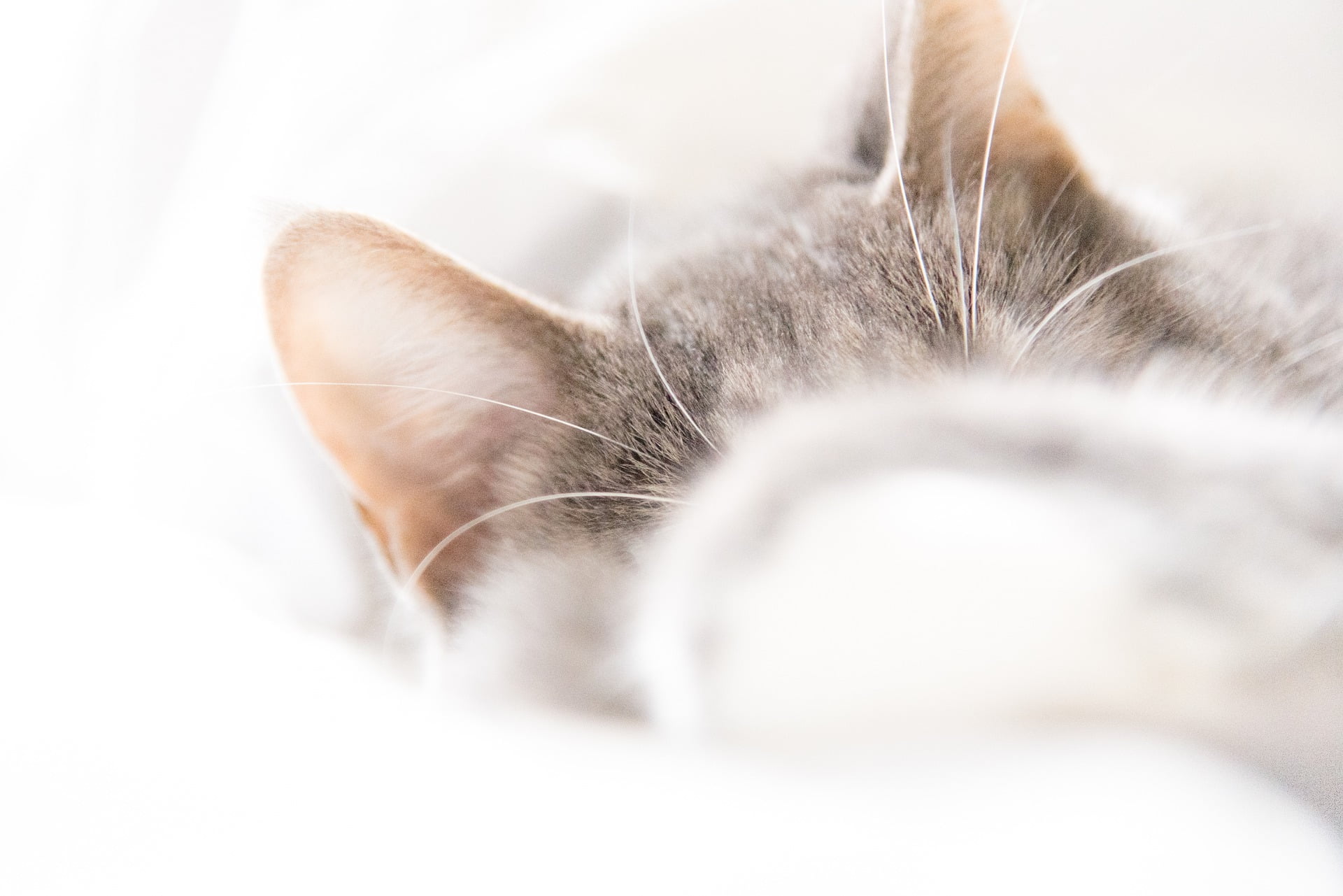 Cómo limpiar las orejas de tu gato correctamente (7 consejos) 1 Cómo limpiar las orejas de tu gato correctamente
