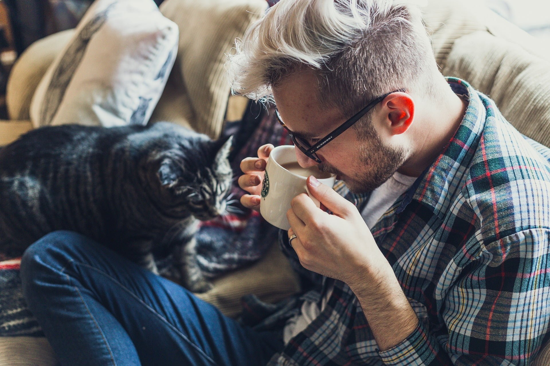 ¿Cómo demuestran afecto los gatos? Pautas que te ayudarán 1 ¿Cómo demuestran afecto los gatos?