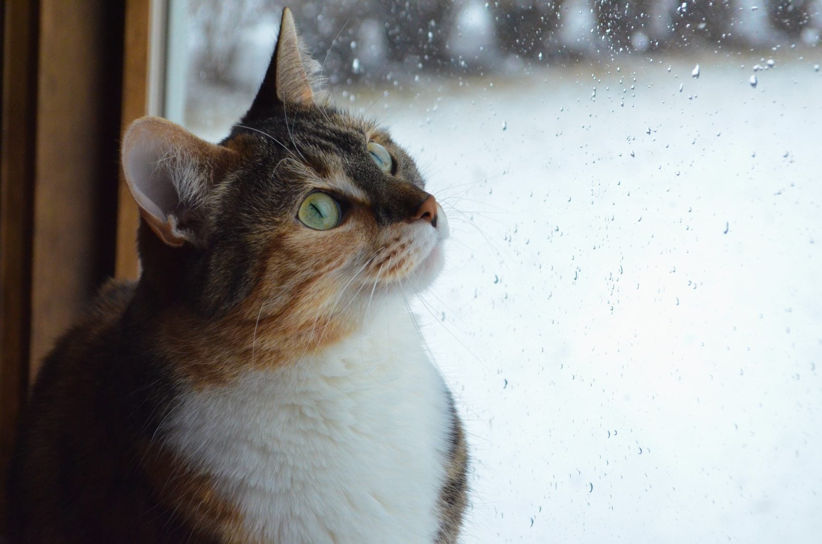 ¿Por qué los gatos hablan con los pájaros? 4 motivos 2 ¿Por qué los gatos hablan con los pájaros? Parlotean