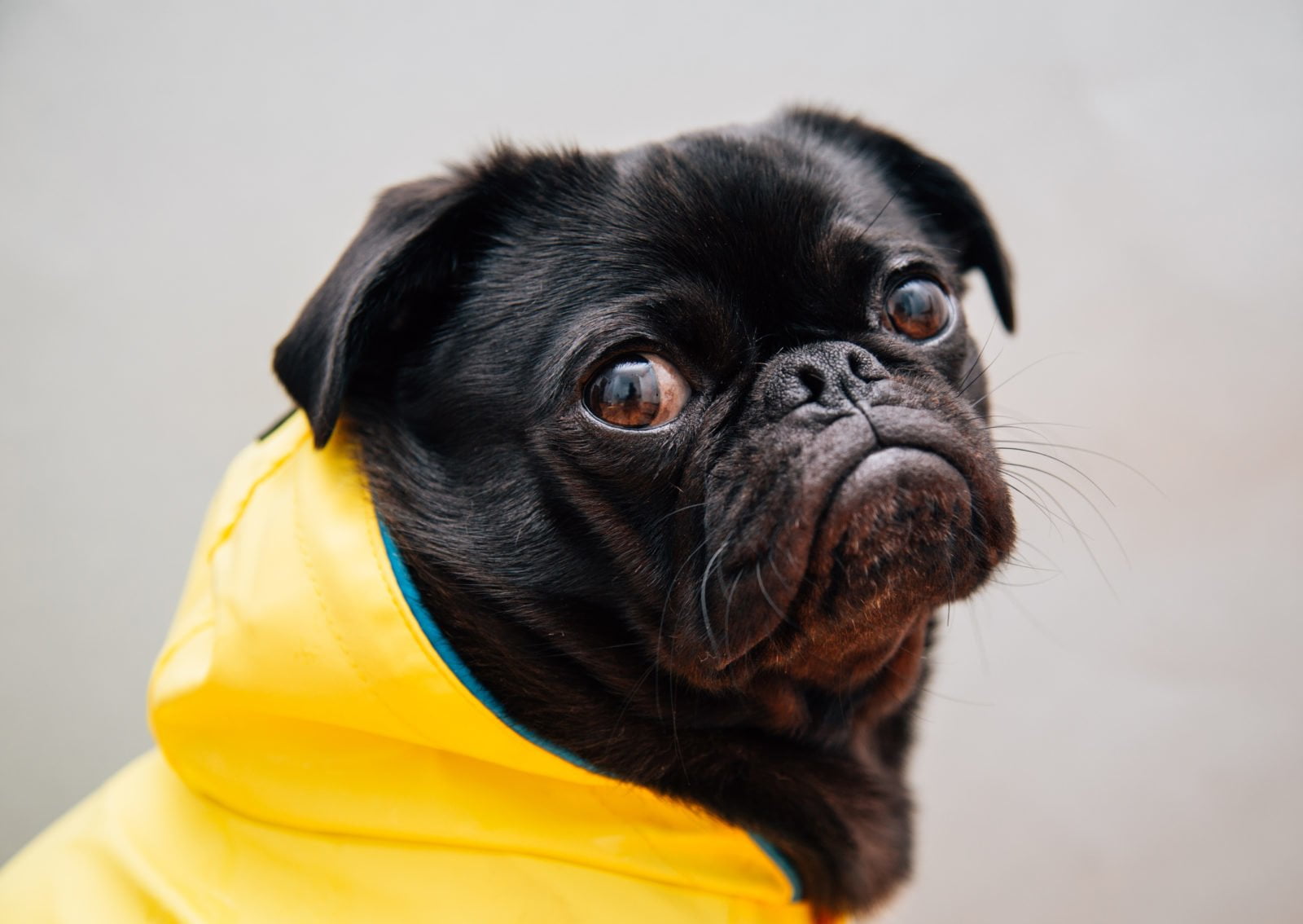 Los mejores impermeables para perros de 2020 (análisis) 1 Impermeables para perros