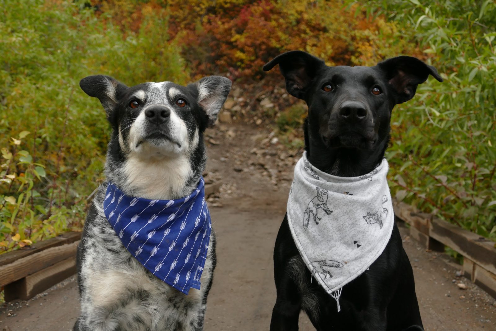 Las mejores bandanas para perros de 2020 (Guía de compra) 1 Bandanas para perros