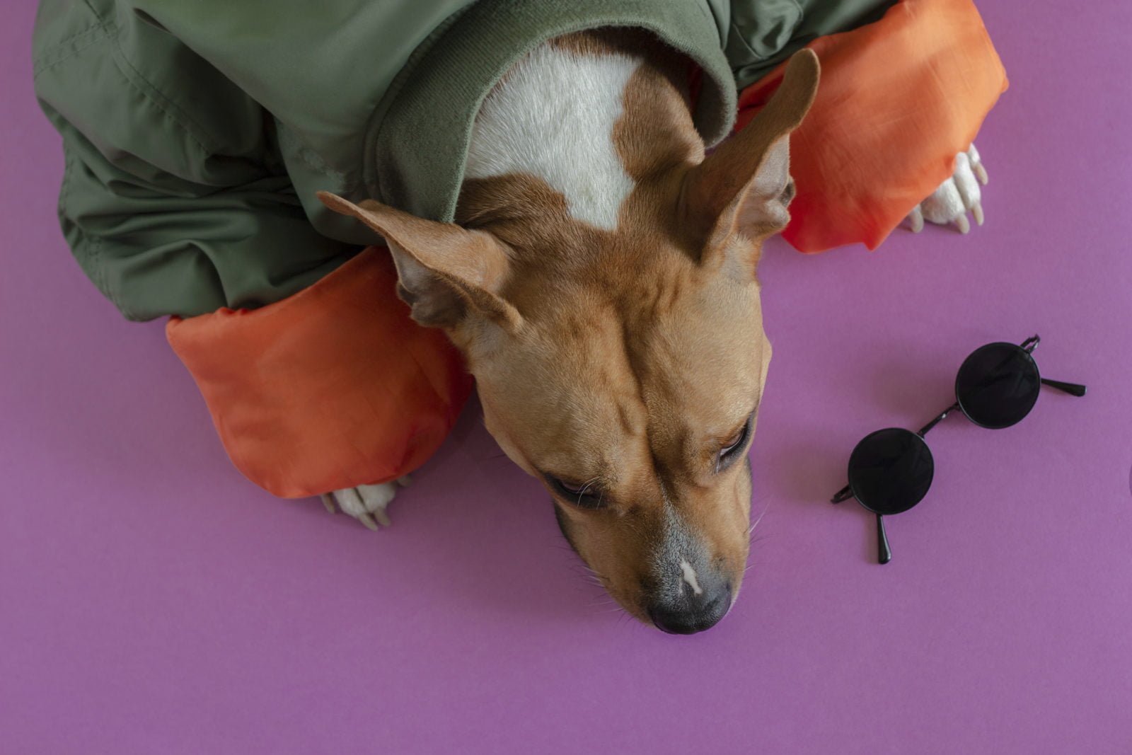Los mejores abrigos para perros para invierno de 2020 (Análisis) 1 Abrigos para perros para invierno