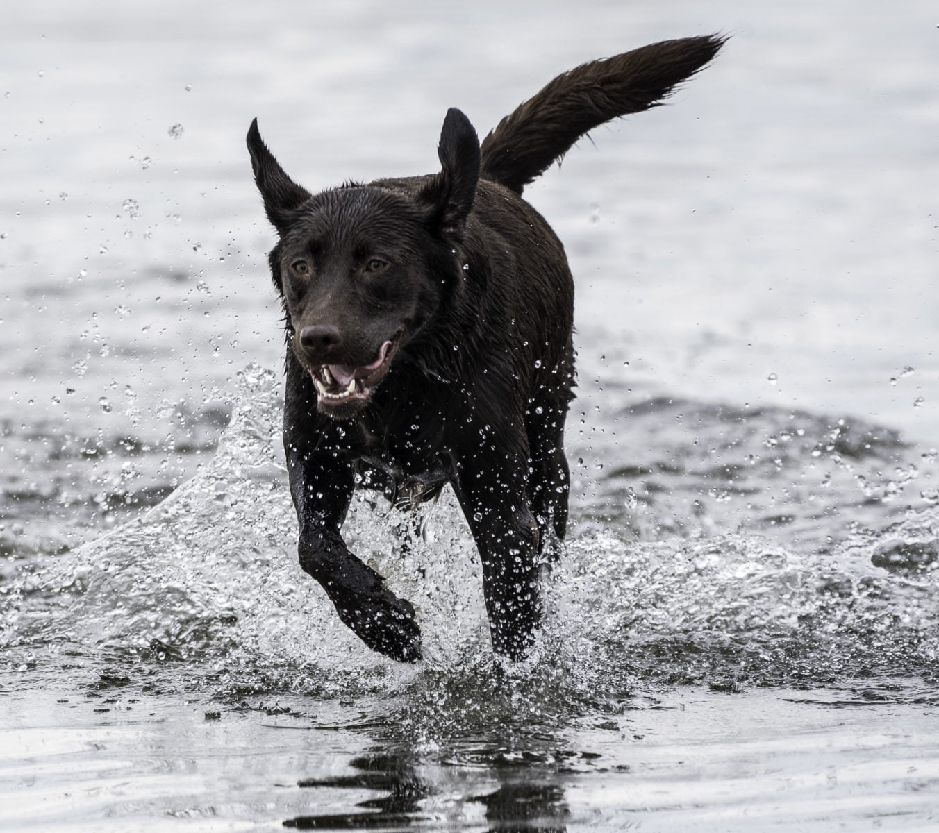 Glucosamina para perros: Guía de usos y efectos secundarios 1 Glucosamina para perros