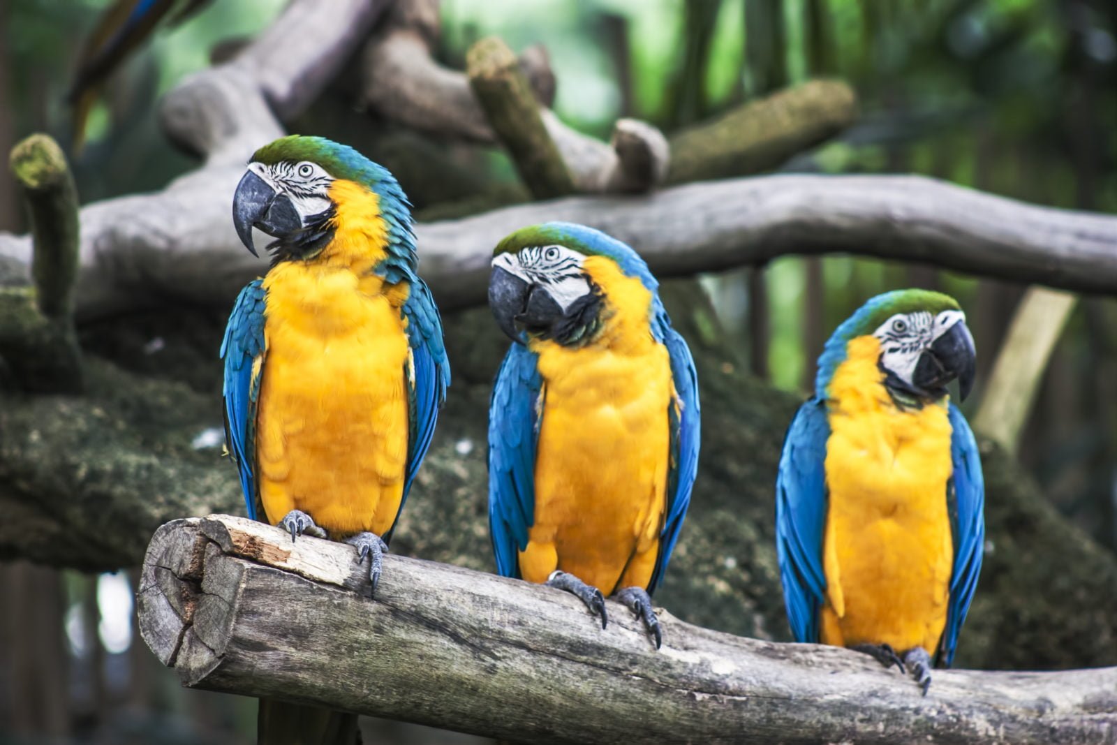 10 mejores pájaros que hablan del mundo 1 Mejores pájaros del mundo que hablan