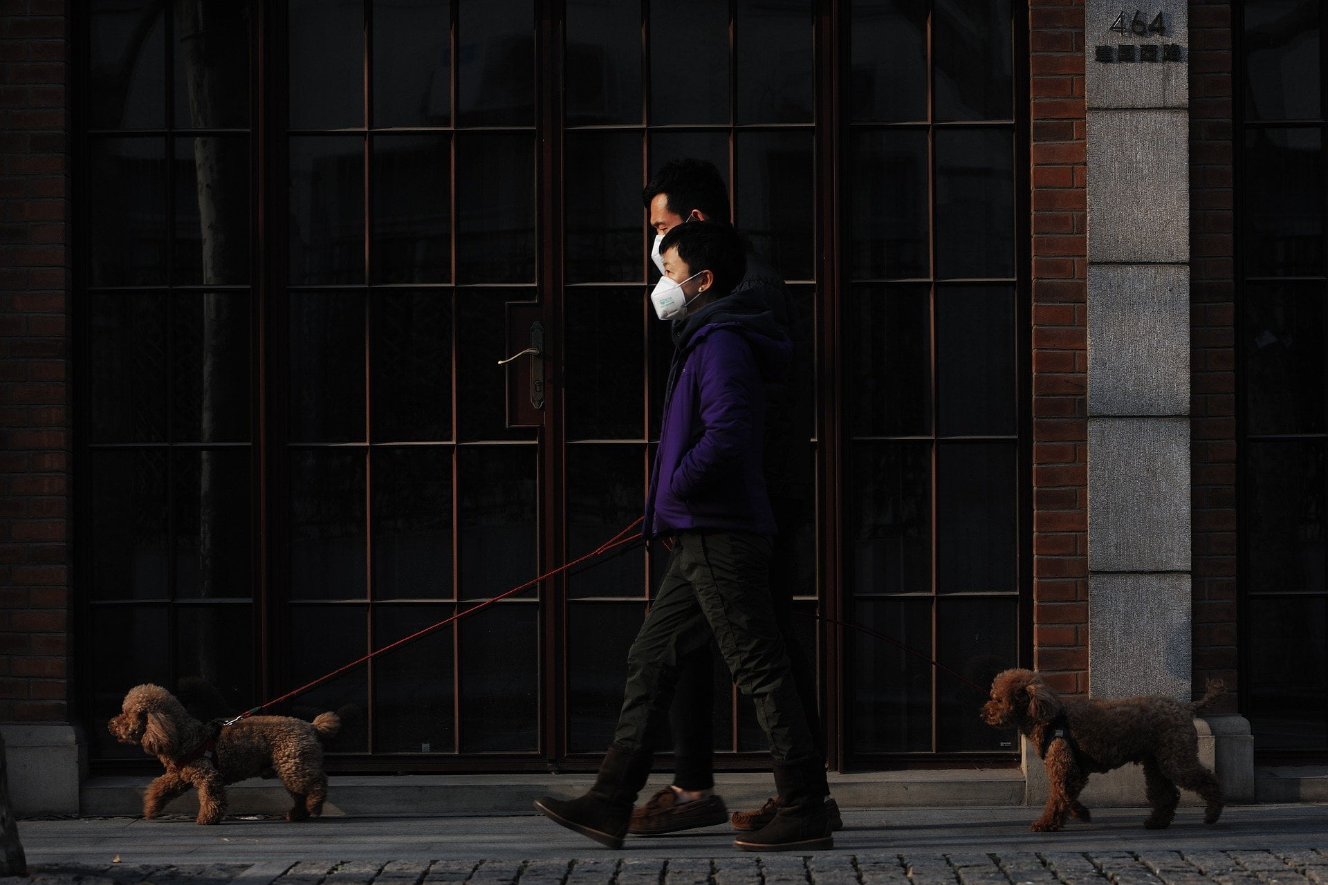 Enfermedad del Coronavirus Canino - ¿Pueden los perros contraer COVID-19? 1 Enfermedad del Coronavirus Canino - ¿Pueden los perros contraer COVID-19? 1