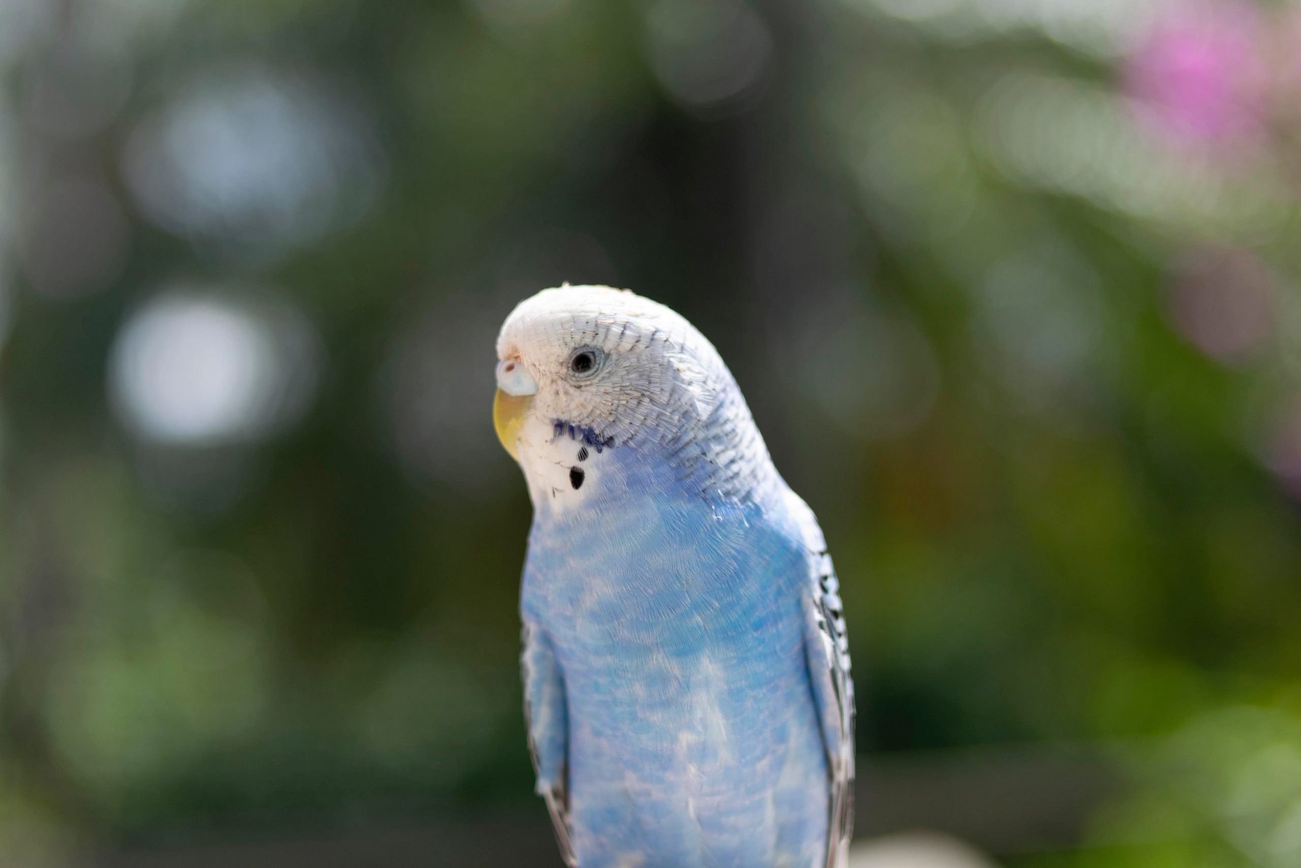 Los pájaros mascotas más tranquilos 13 Periquitos - Los pájaros mascotas más tranquilos