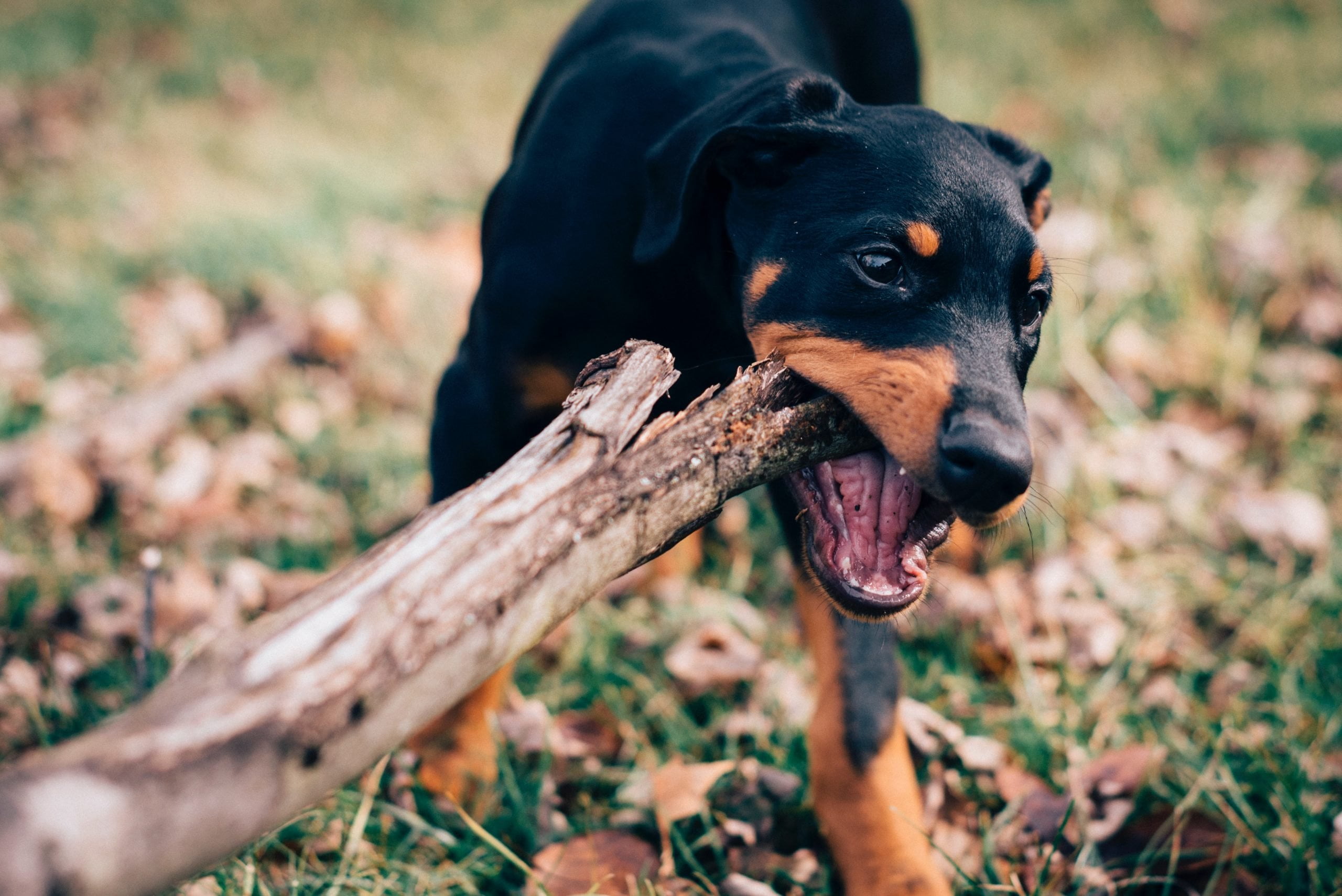 Obstrucción intestinal en perros: síntomas, causas y prevención 1 Obstrucción intestinal en perros: síntomas, causas y prevención 1