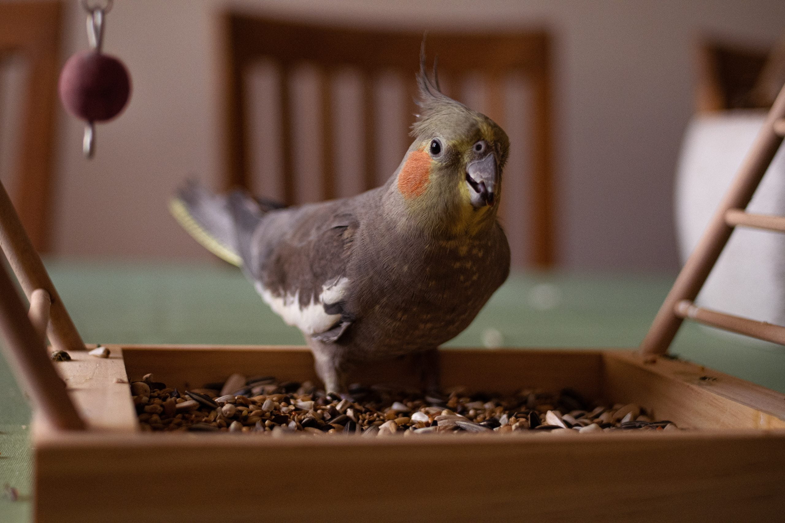 Los pájaros mascotas más tranquilos 15 Ninfa - Los pájaros mascotas más tranquilos