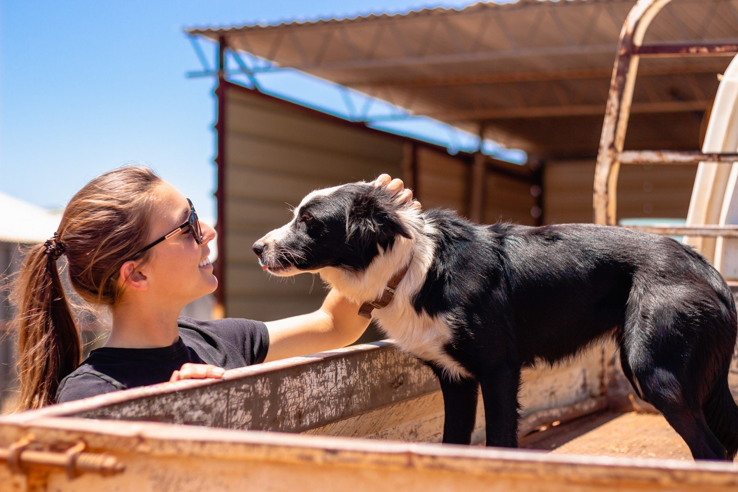 Las mordeduras de moscas en los perros: ¿Son tan malas como parecen? 1 Las mordeduras de moscas en los perros: ¿Son tan malas como parecen?