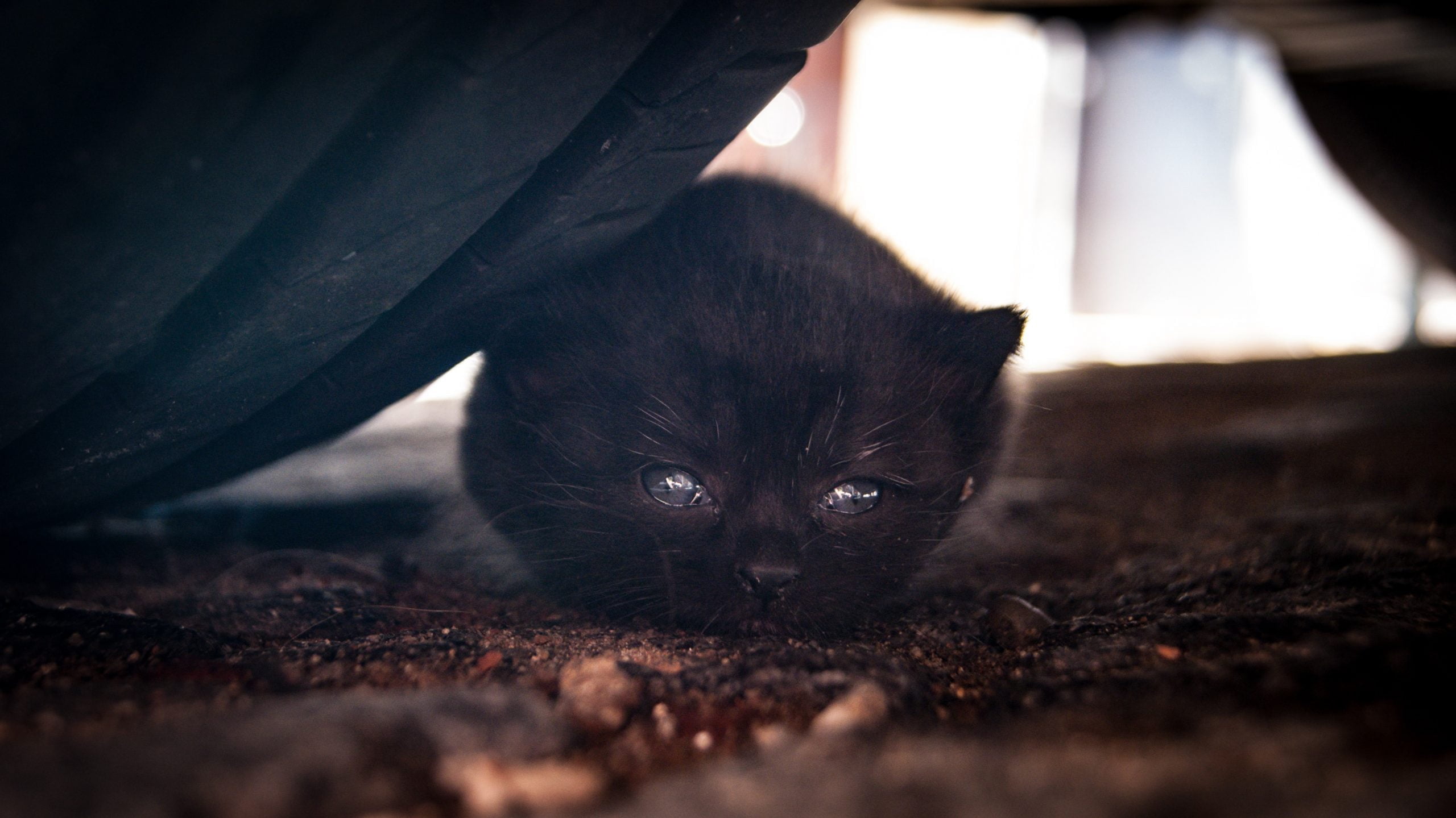 Domesticar gatitos salvajes: ¿Es posible? 1 Domesticar gatitos salvajes: ¿Es posible? 1