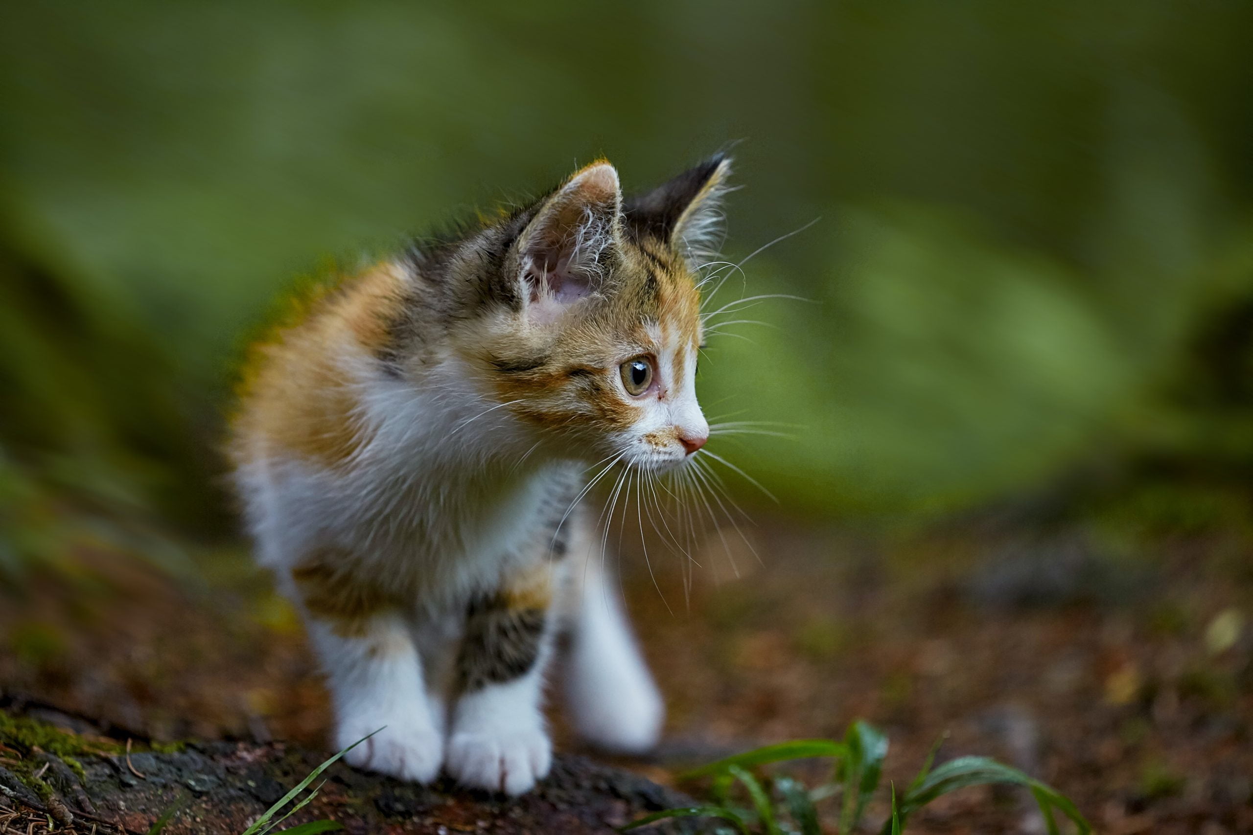 ¿Qué nutrientes necesitan los gatitos en su comida para gatos? 1 ¿Qué nutrientes necesitan los gatitos en su comida para gatos? 1