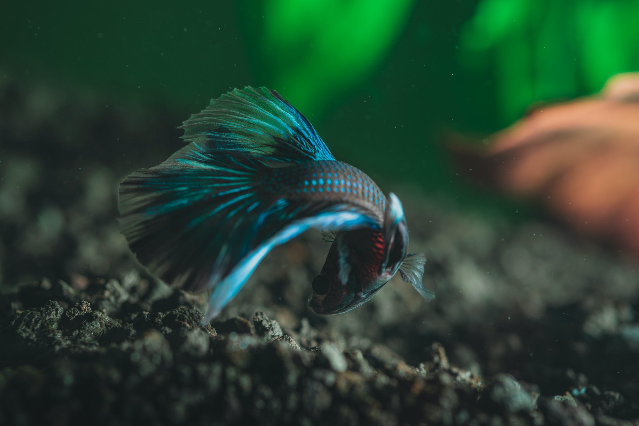 ¿Por qué pelean los peces Betta y cómo detenerlos? 1 ¿Por qué pelean los peces Betta y cómo detenerlos? 1