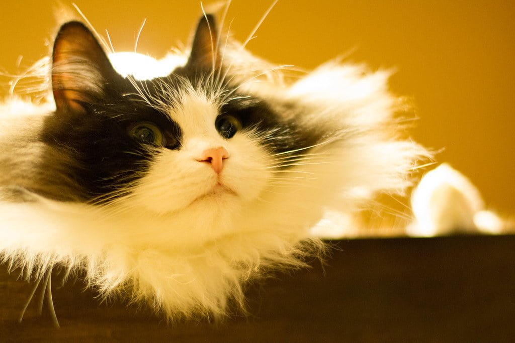 Gato Ragamuffin: información, características y hechos de la raza 9 Gato Ragamuffin