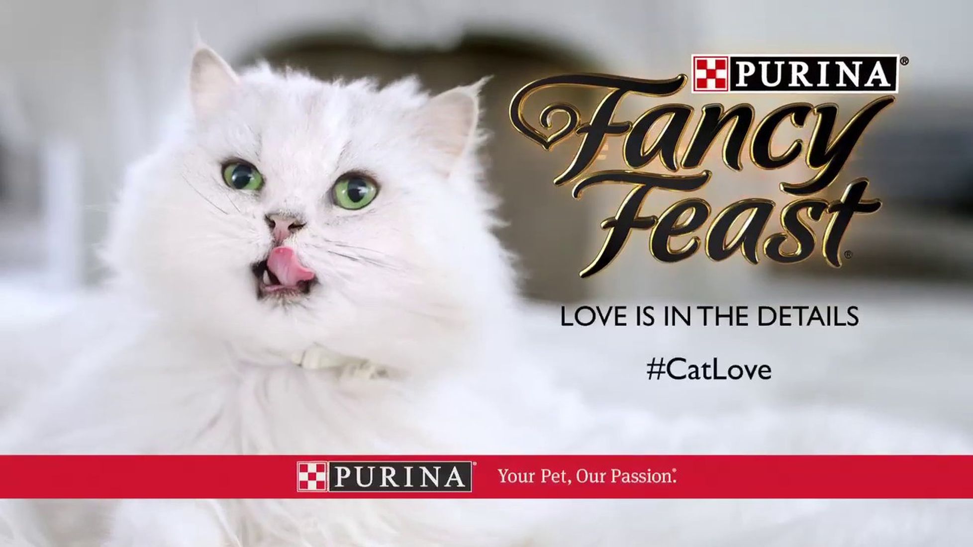 Revisión de la comida para gatos Fancy Feast 1 Revisión de la comida para gatos Fancy Feast 1