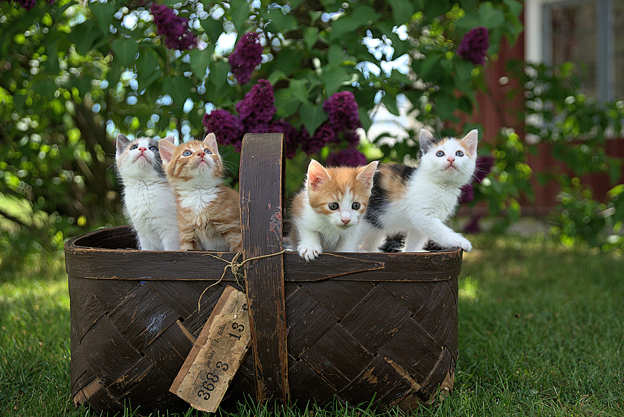 ¿Los gatos recuerdan a las personas? 1 four assorted-color tabby kittens on brown basket