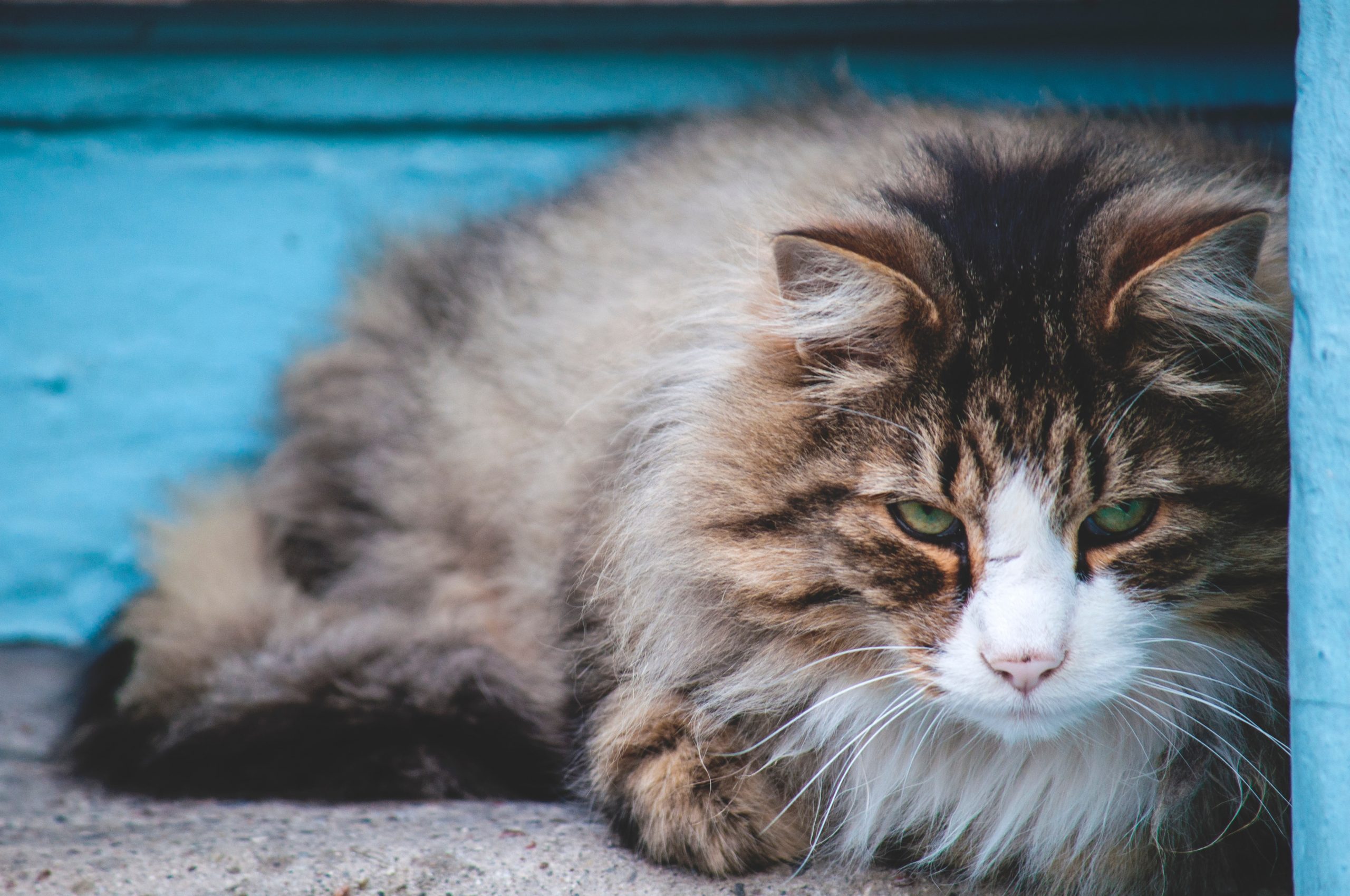 ¿Cuánto deben pesar los gatos? 1 ¿Cuánto deben pesar los gatos? 1