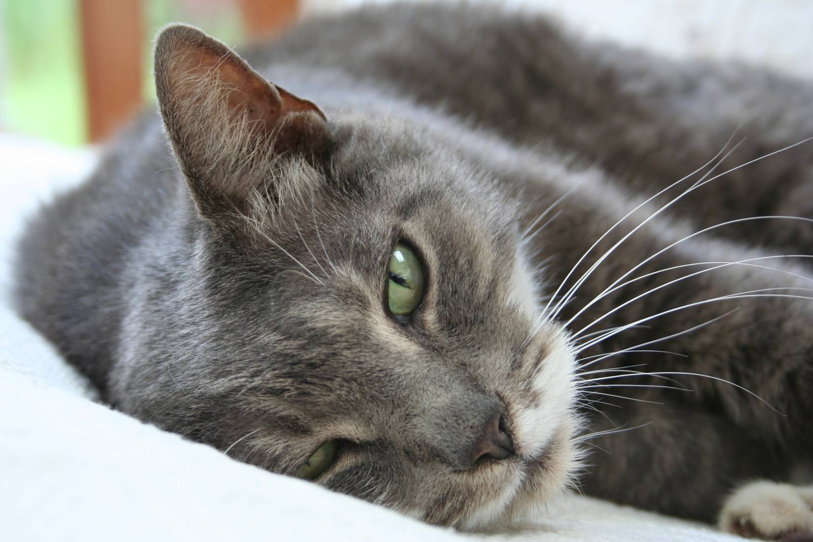 12 razas de gatos a las que les gusta el agua 7 Gato americano de pelo corto - Cat Breeds That Like Water