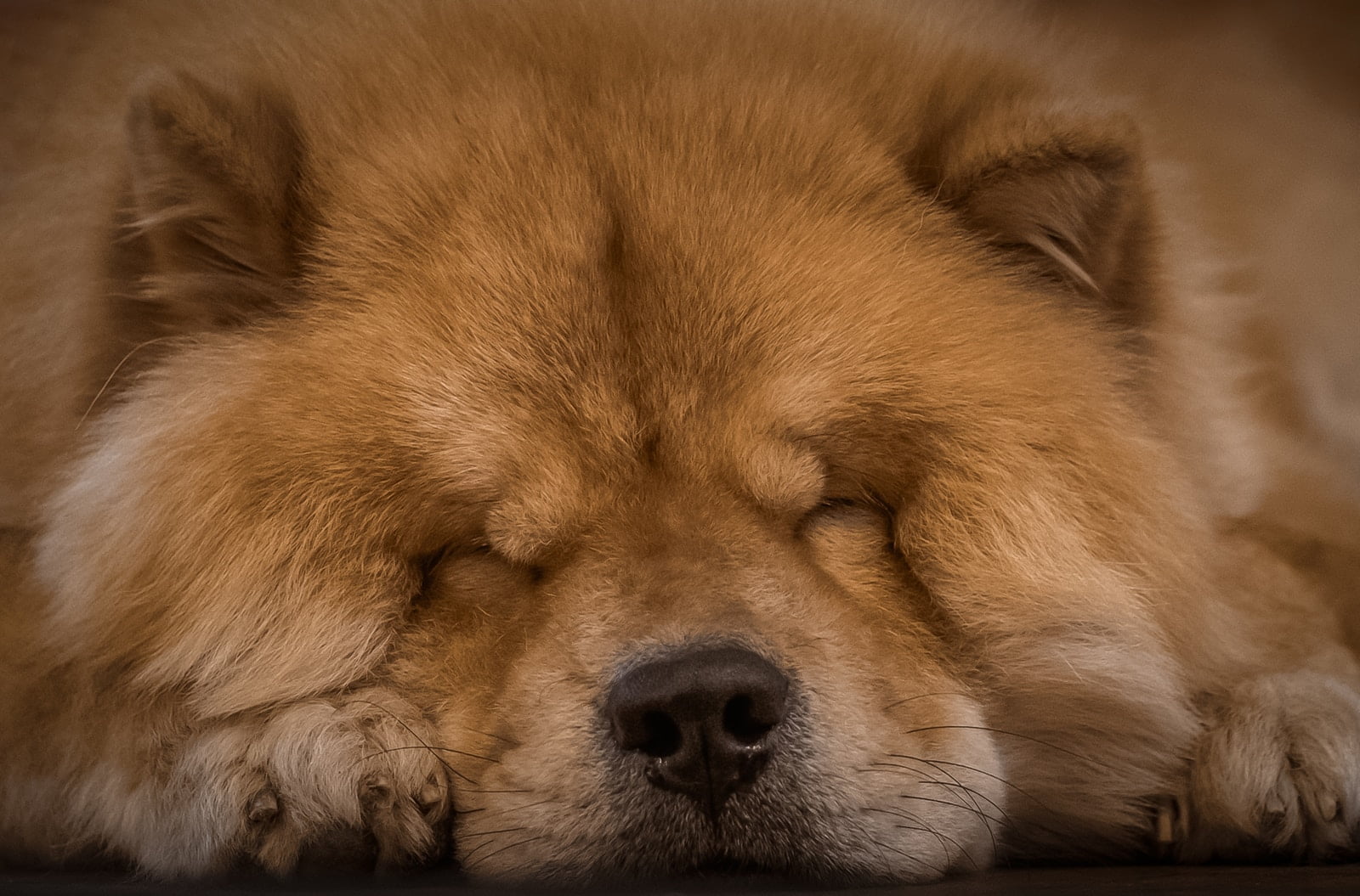 Las 10 razas de perro más peludas 1 Las 10 razas de perro más peludas